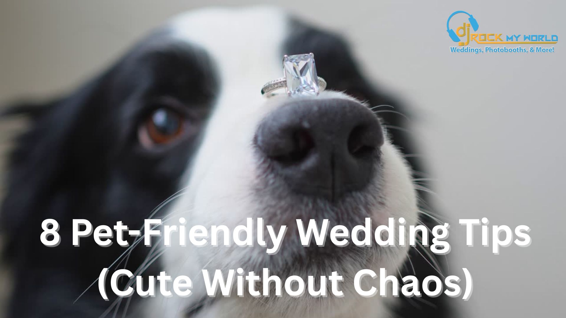 8 Pet-Friendly Wedding Tips (Cute Without Chaos)