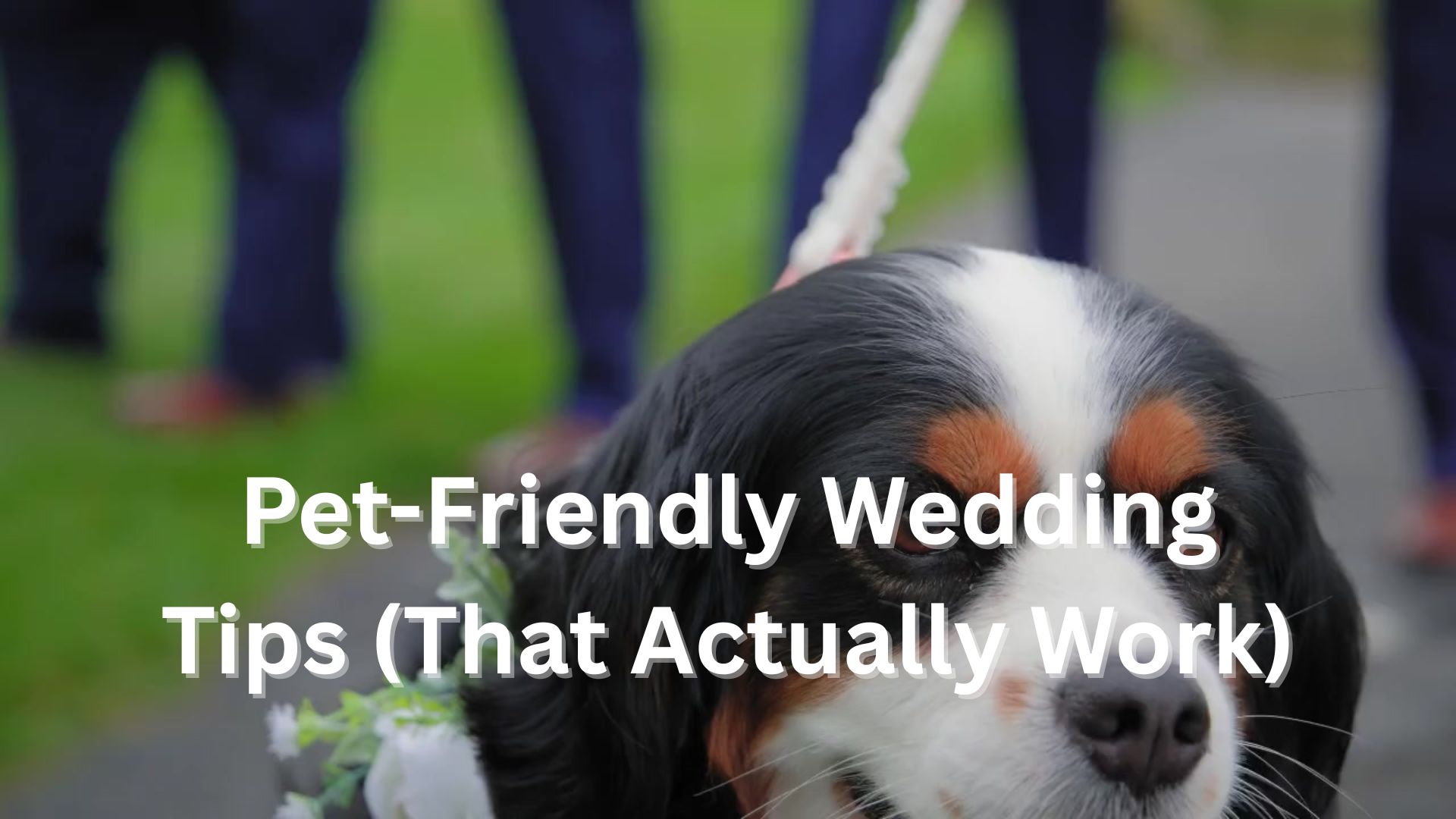 Pet-Friendly Wedding Tips (That Actually Work)