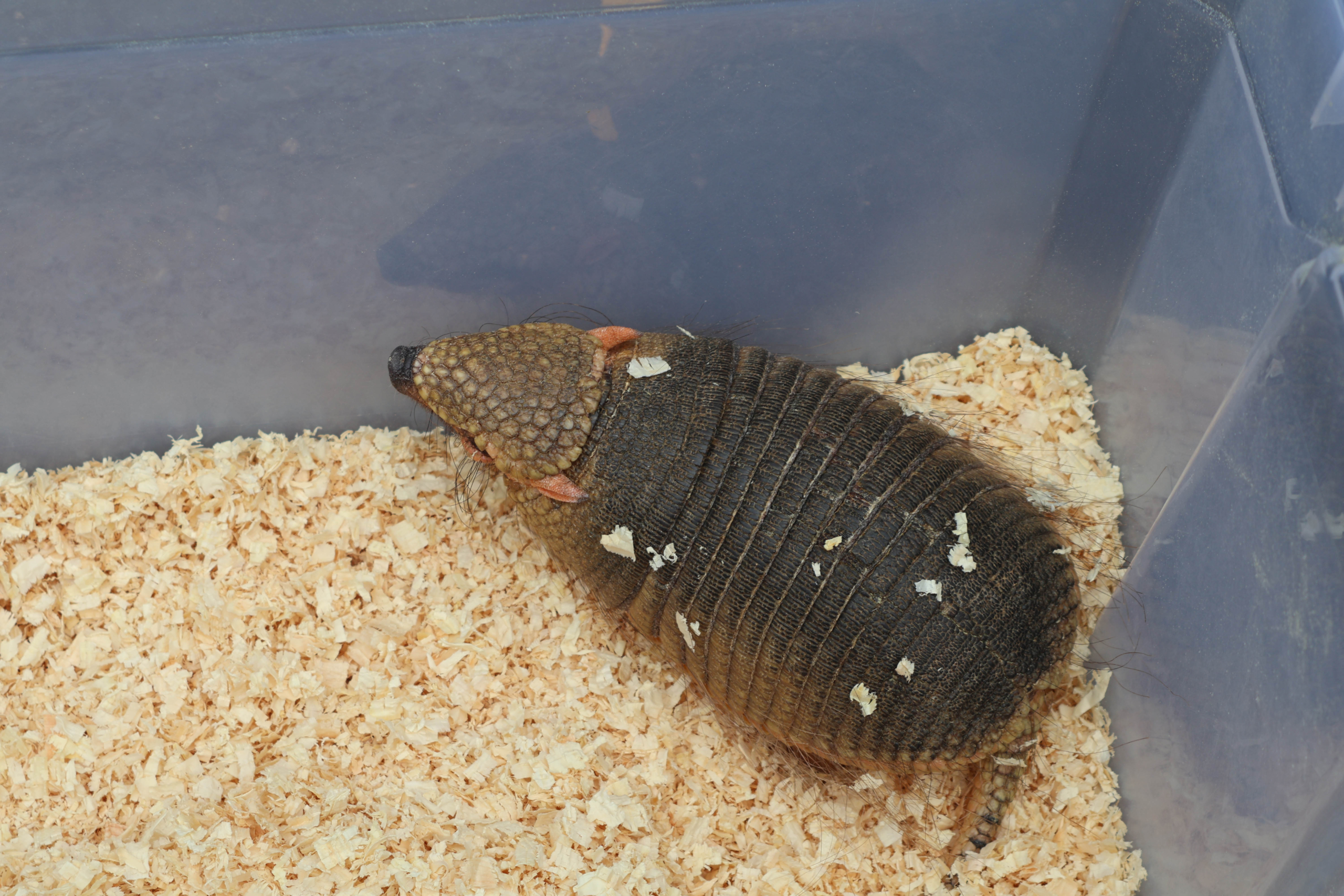 Rock-Villanyi - Armadillo