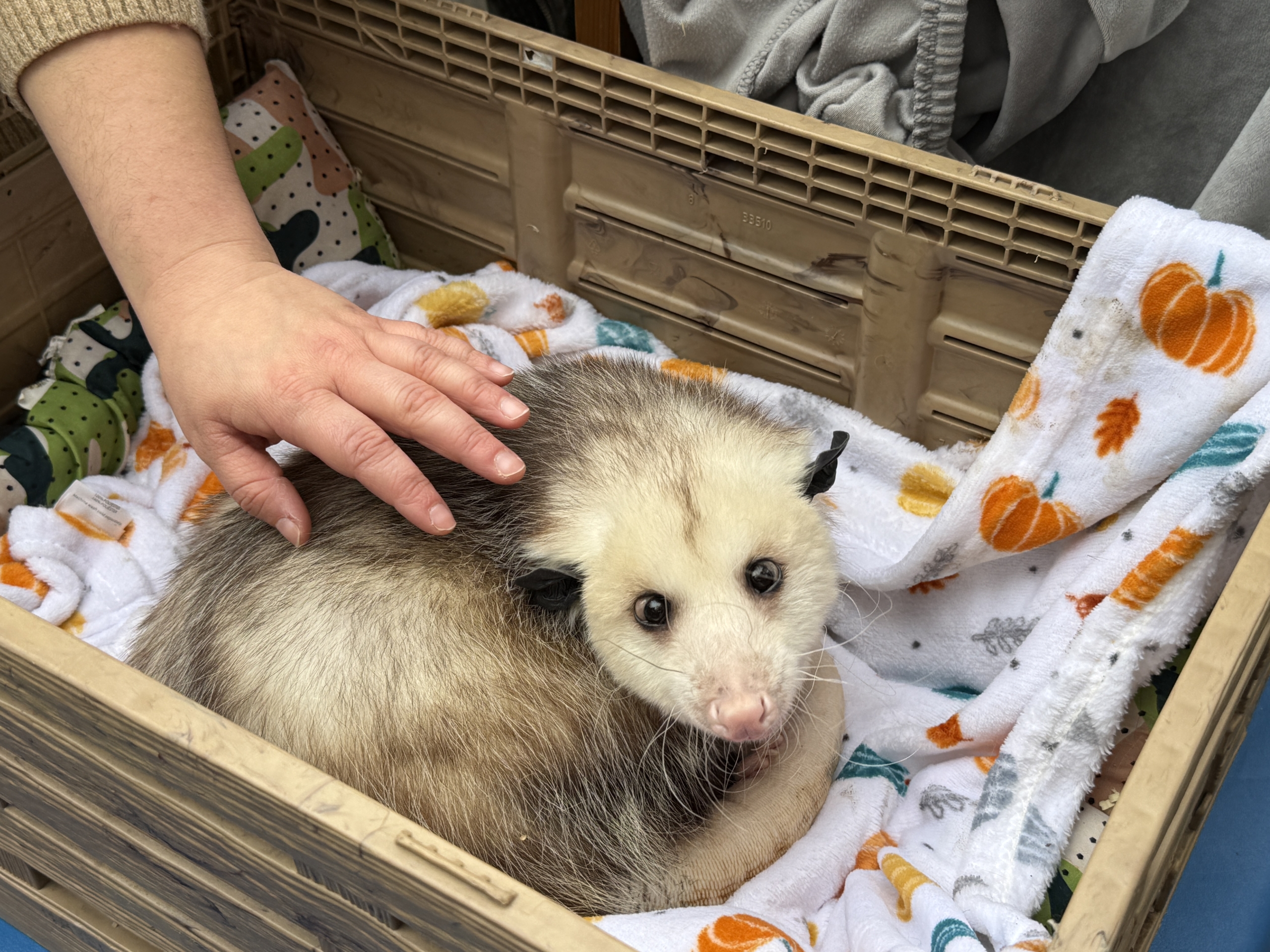 Rock-Villanyi - Good Possum