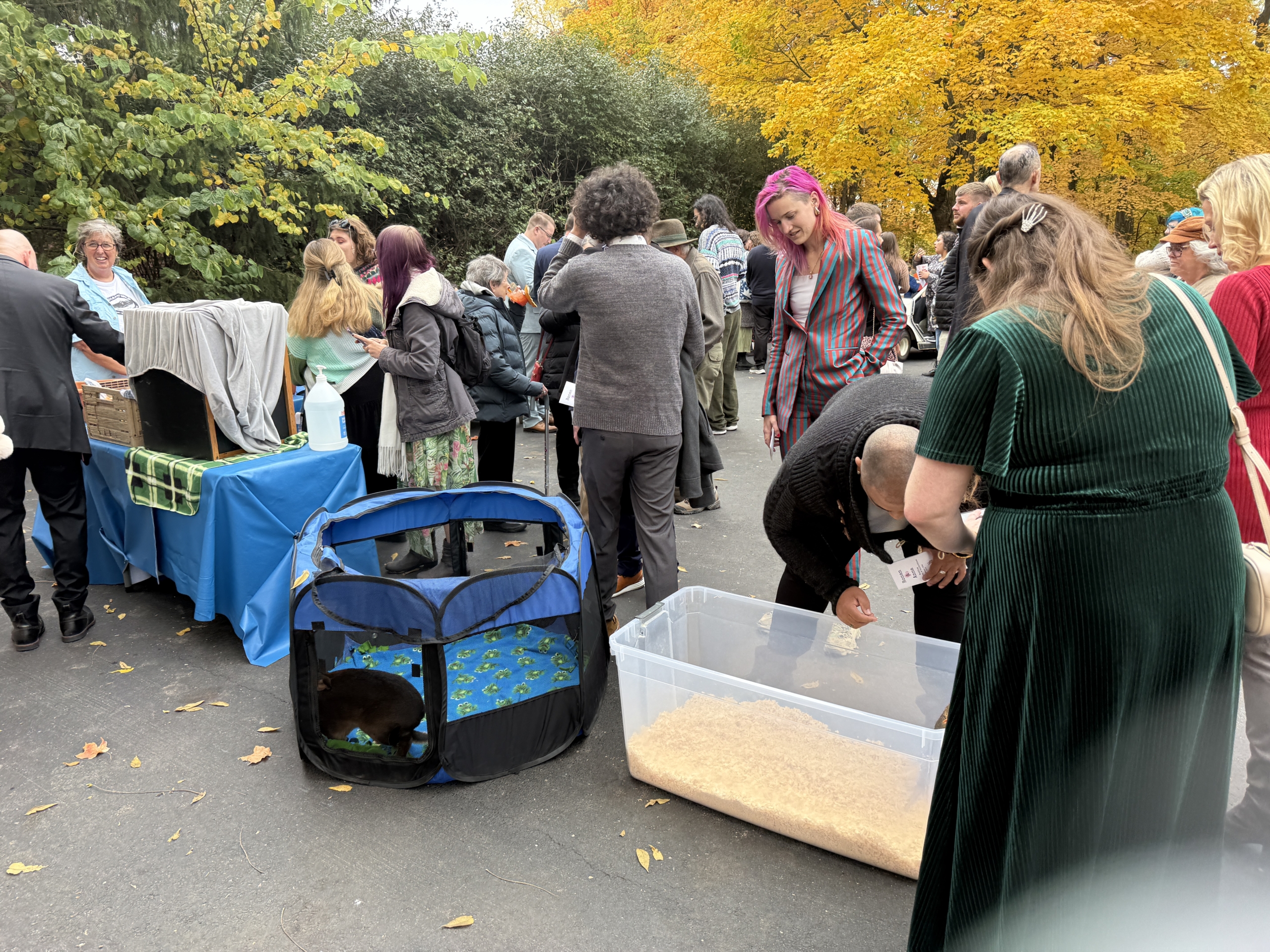 Rock-Villanyi - Petting Zoo